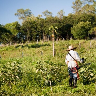 Advogado Especialista em Holding Rural em Aporé